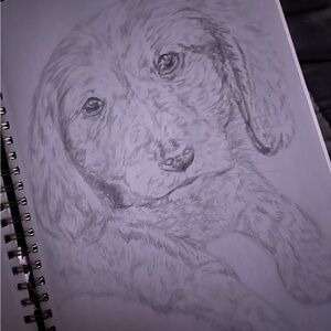 Duschhund drawing hand drawn artwork